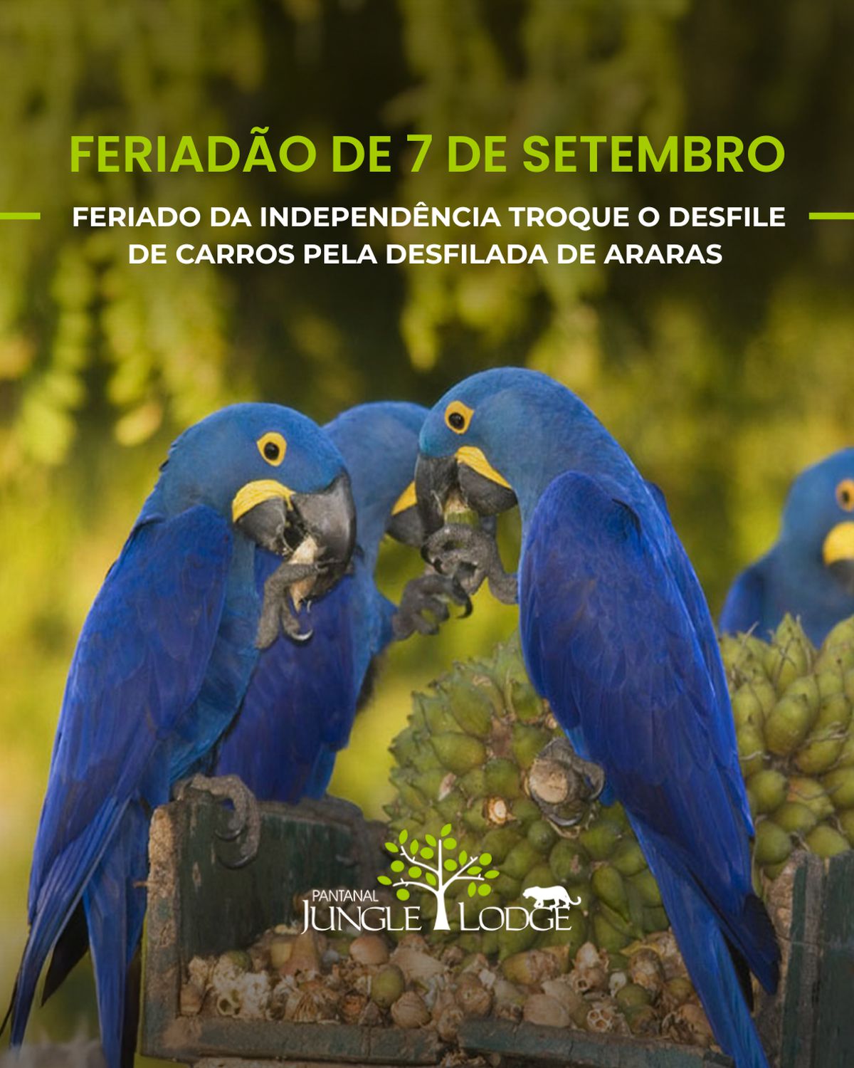 Celebre a liberdade em meio ao Pantanal